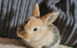 Harlequin rabbits for sale: 7 beautiful Harlequin bunnies looking for a new 🏡 - Image 31