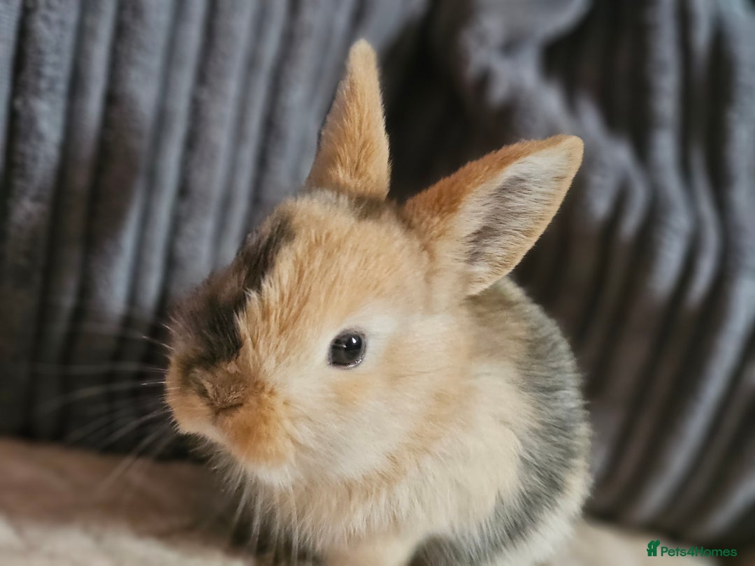 Harlequin rabbits for sale: 7 beautiful Harlequin bunnies looking for a new 🏡 - Image 31