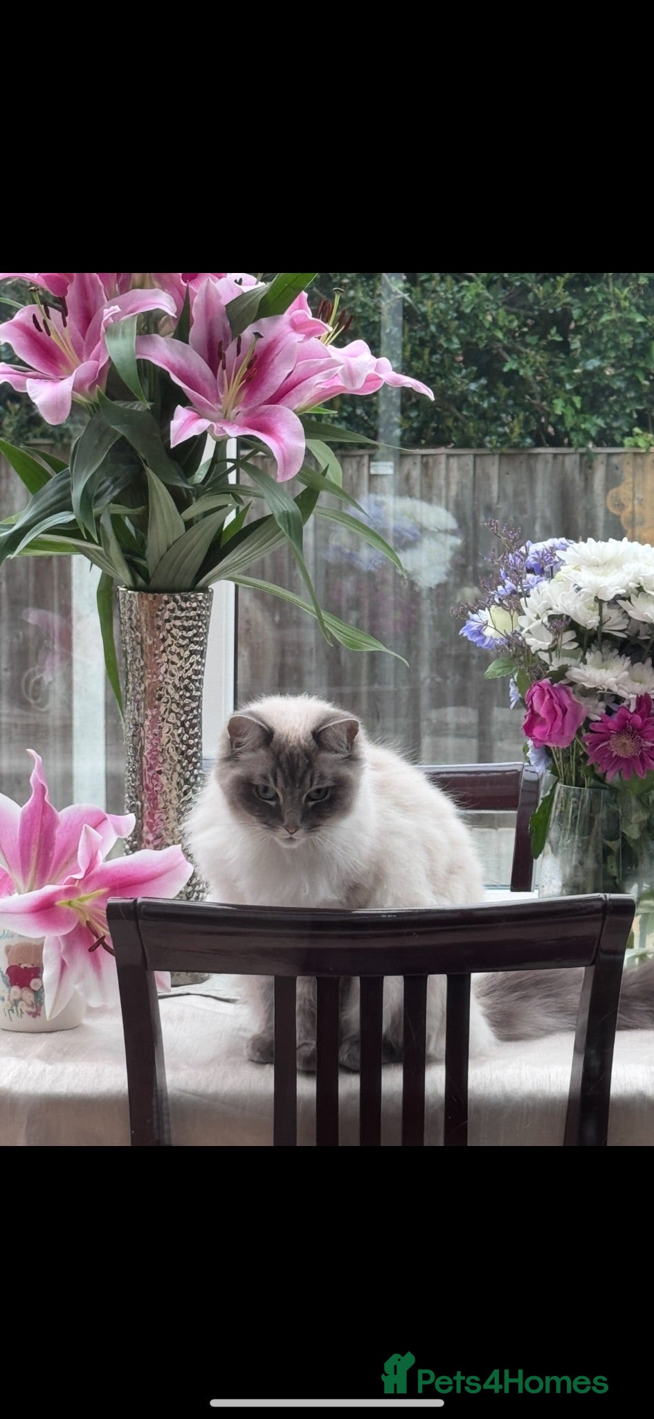 Ragdoll cats Lara ragdoll - Advert 1