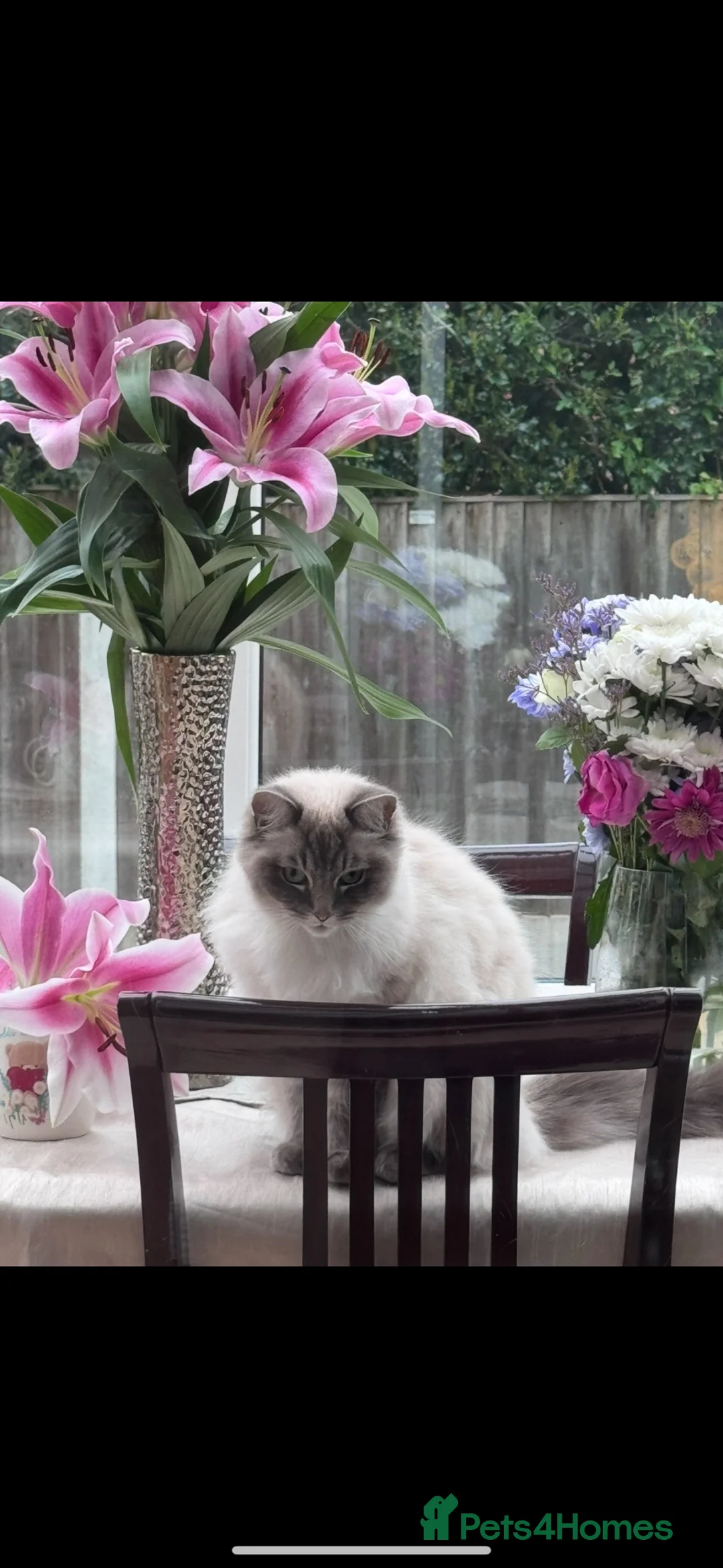 Ragdoll cats for sale: Lara ragdoll - Advert 1