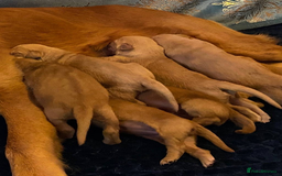 Golden Retriever dogs for sale: beautiful litter of kc Golden Retriever puppies - Image 13