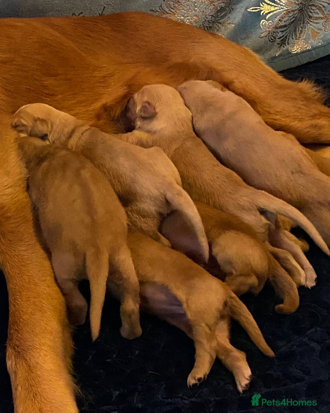 Golden Retriever dogs for sale: beautiful litter of kc Golden Retriever puppies - Image 13