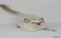 Ragdoll cats for sale: 🤍 STUNNING GCCF REGISTERED RAGDOLL KITTENS 🤍🤍 - Image 10