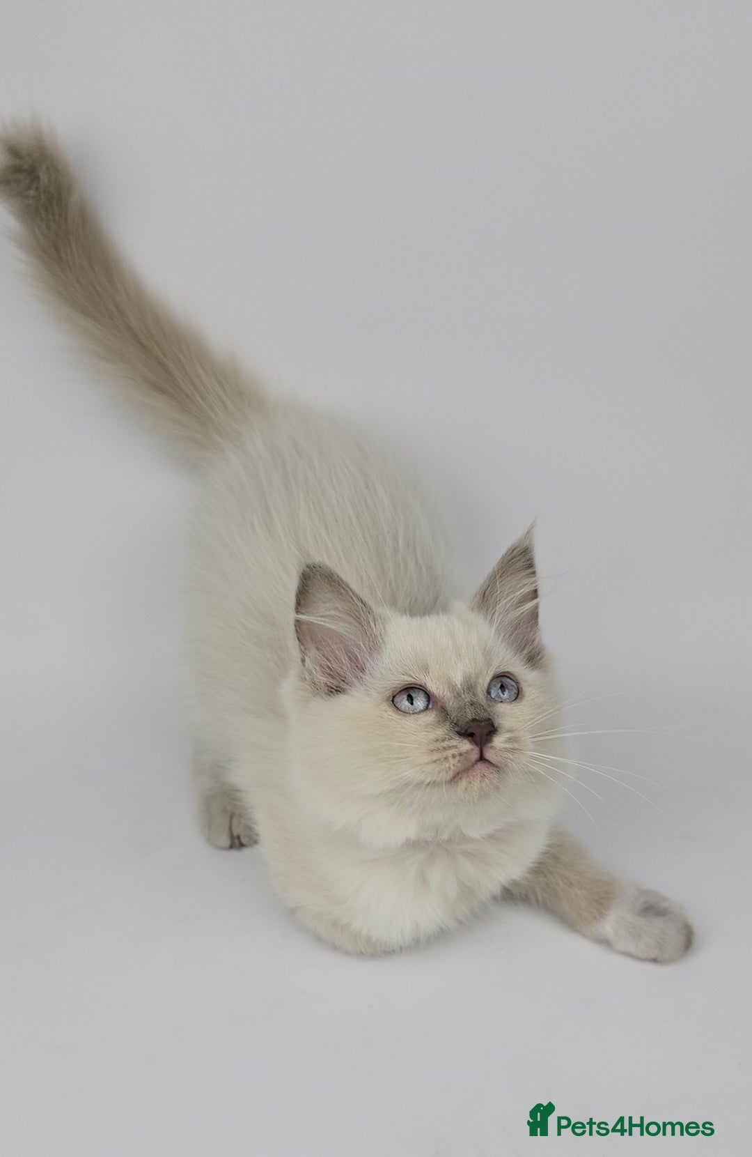 Ragdoll cats for sale: 🤍 STUNNING GCCF REGISTERED RAGDOLL KITTENS 🤍🤍 - Image 10