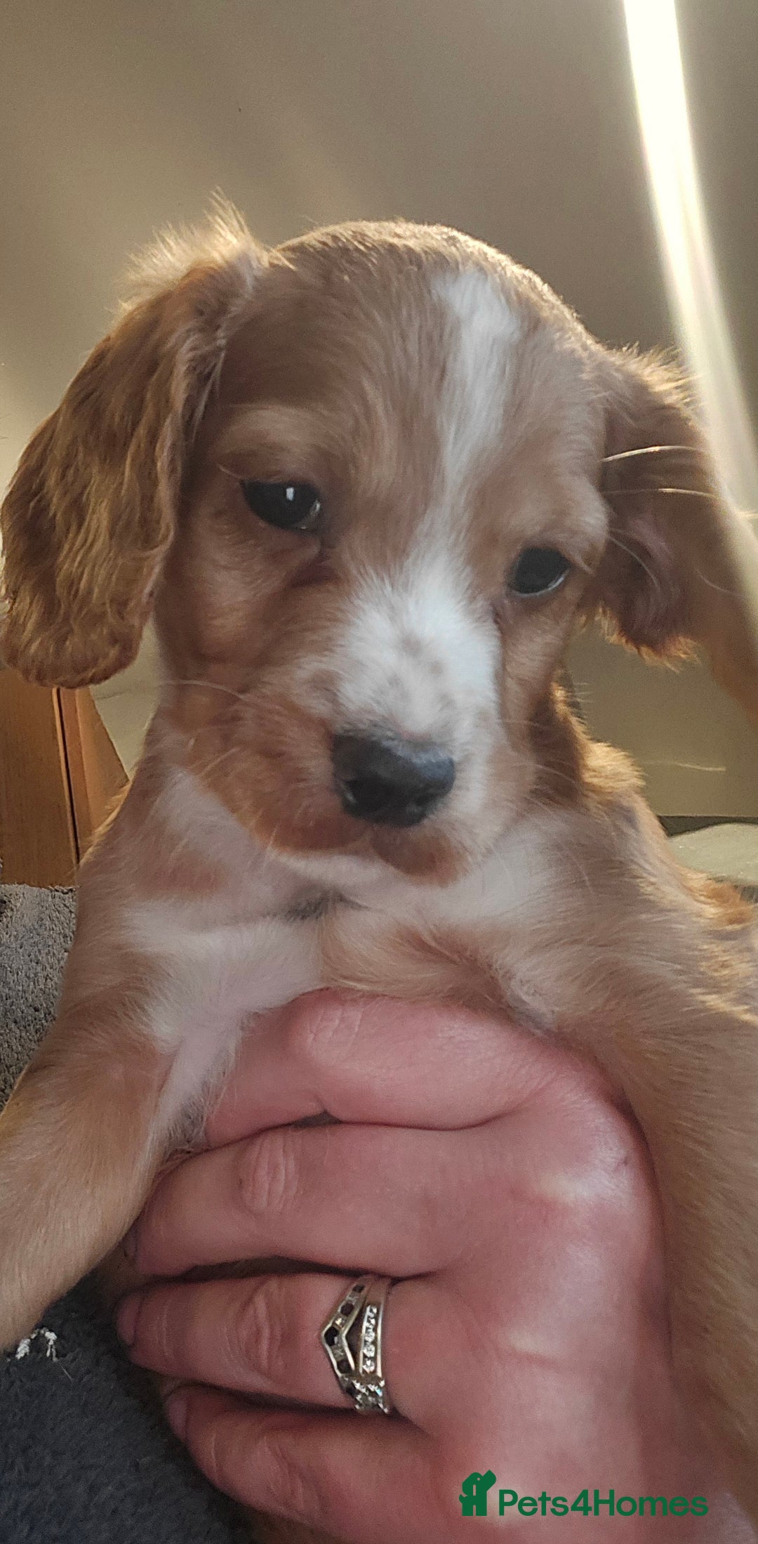 Cocker Spaniel dogs for sale: KC REGISTERED COCKER SPANIEL WORKING LINE PUPS  - Image 16