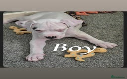 American Bulldog dogs for sale: American bulldog pups - Image 7