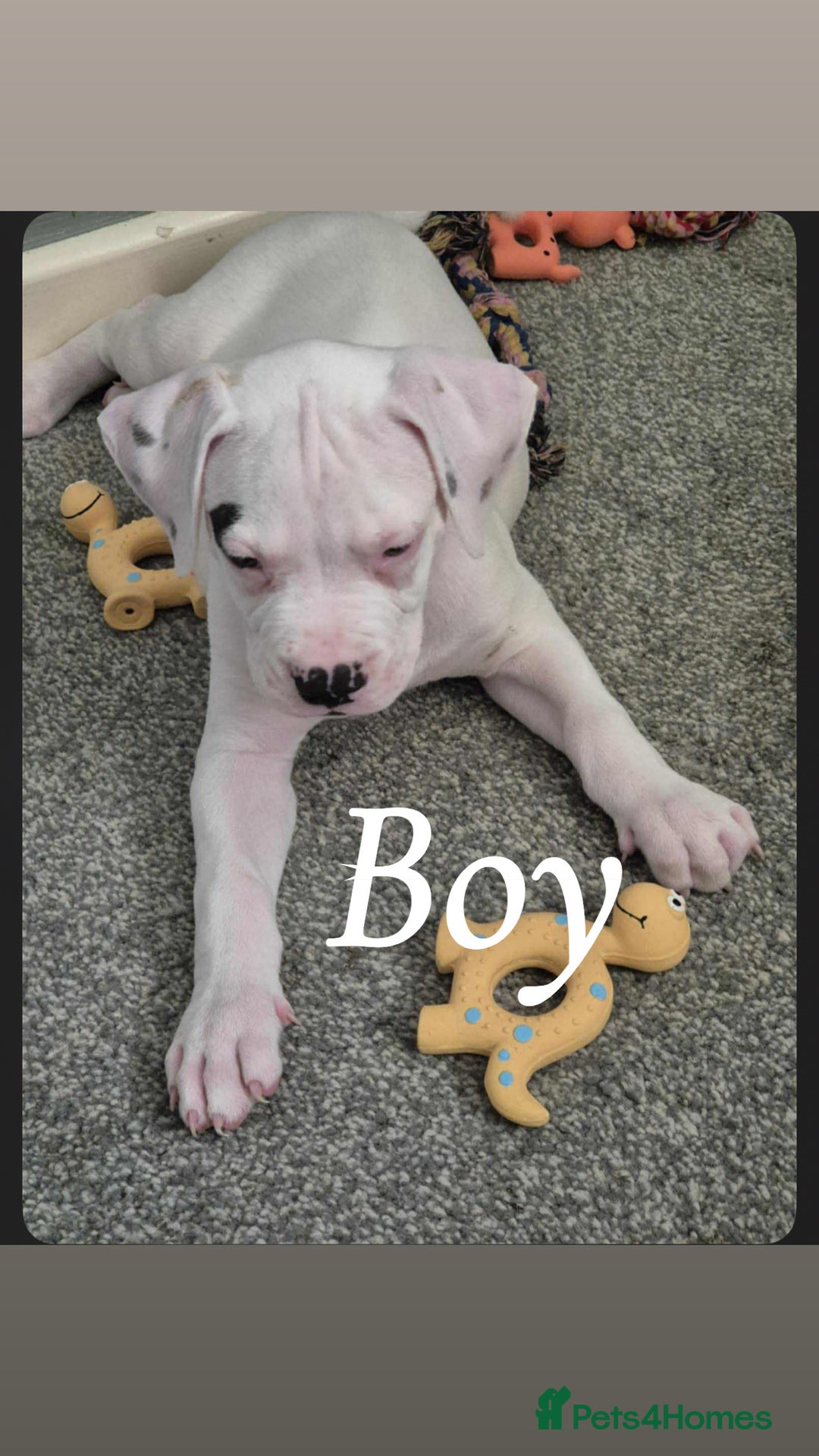 American Bulldog dogs for sale: American bulldog pups - Image 7