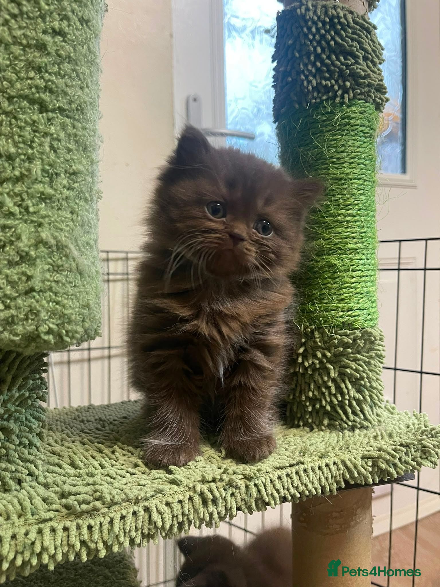 British Shorthair cats Chocolate  longhaired female kitten - Advert 2