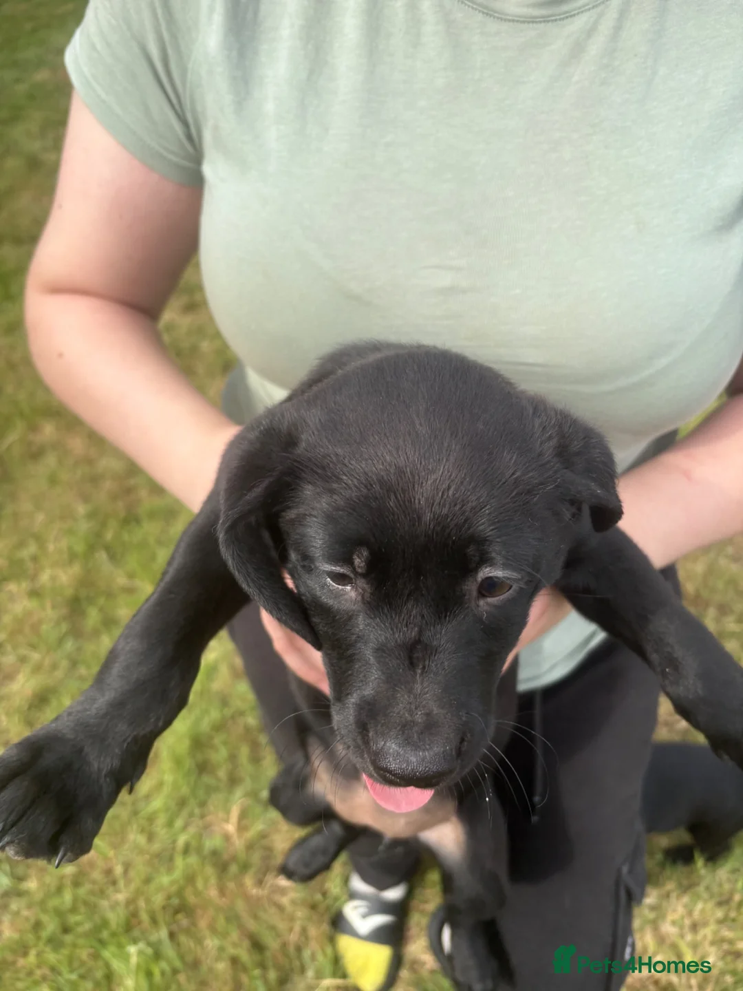 Labrador Retriever dogs for sale: Two beautiful girls left looking for love  in Spalding - Advert 2
