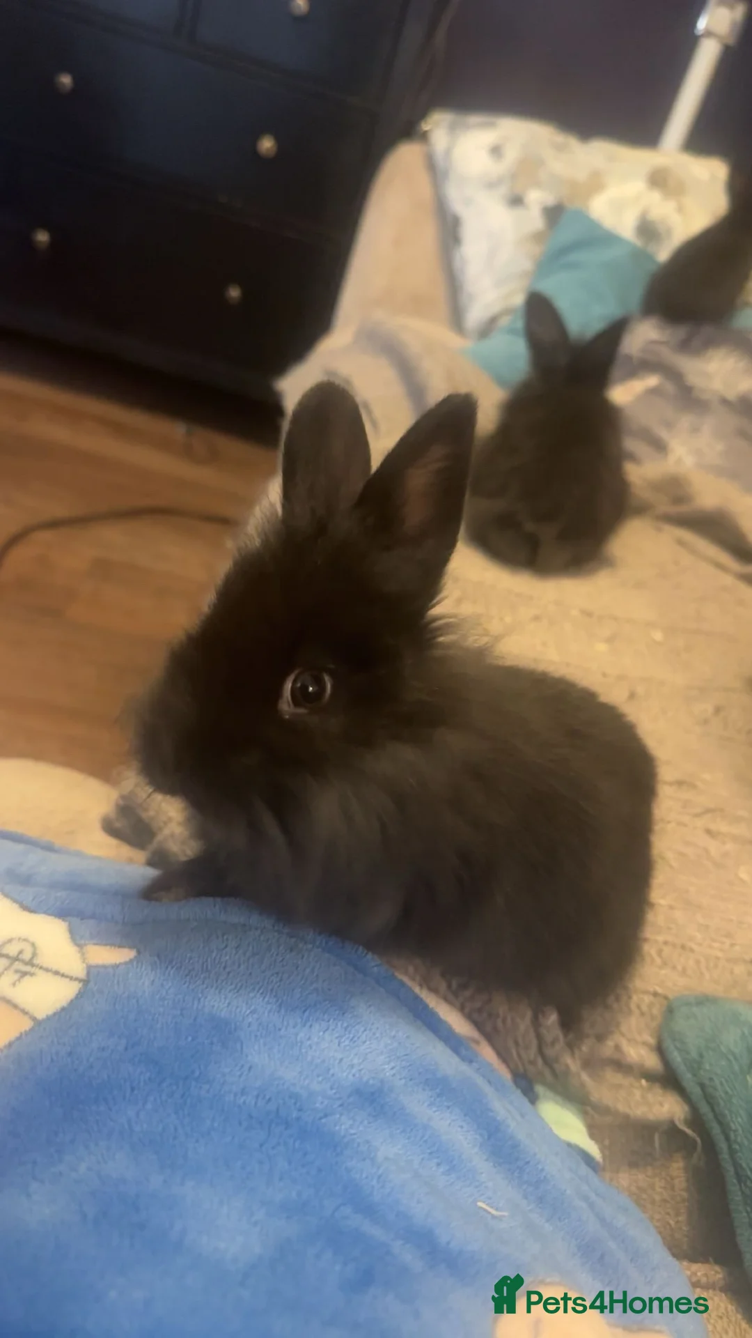 Mixed Breed rabbits for sale: Fluffy bunnies  - Advert 4