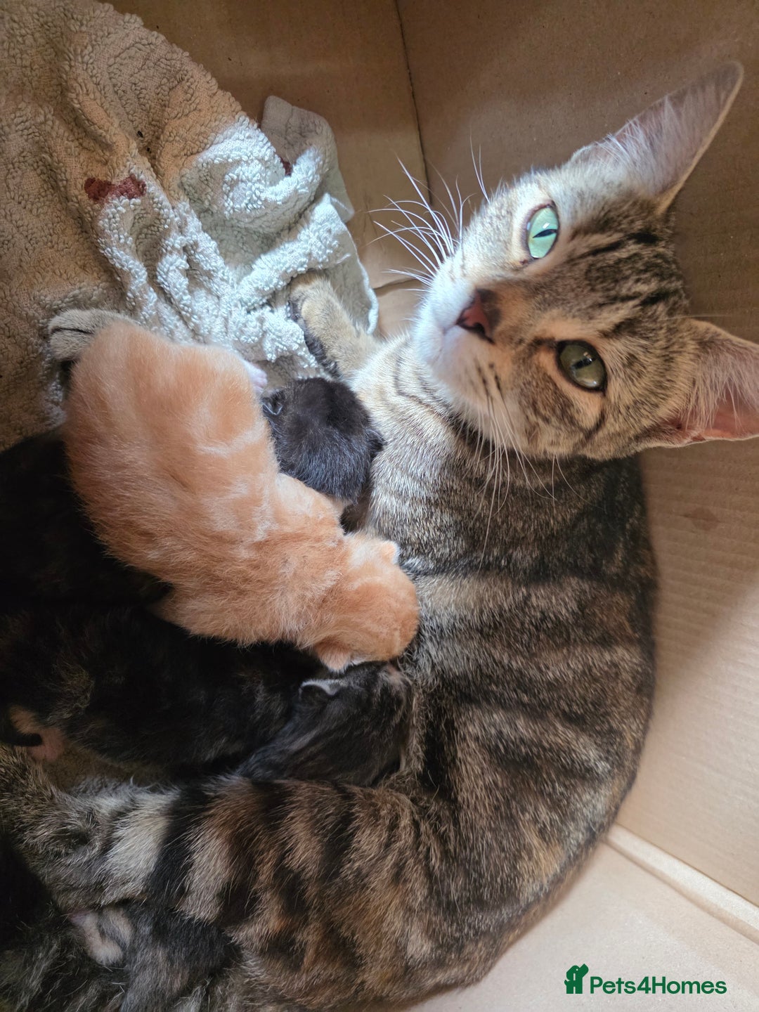 British Shorthair cats for sale: 4 kittens - Image 5