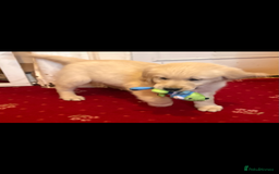 Golden Retriever dogs for sale: Golden Retriever puppies  - Image 4