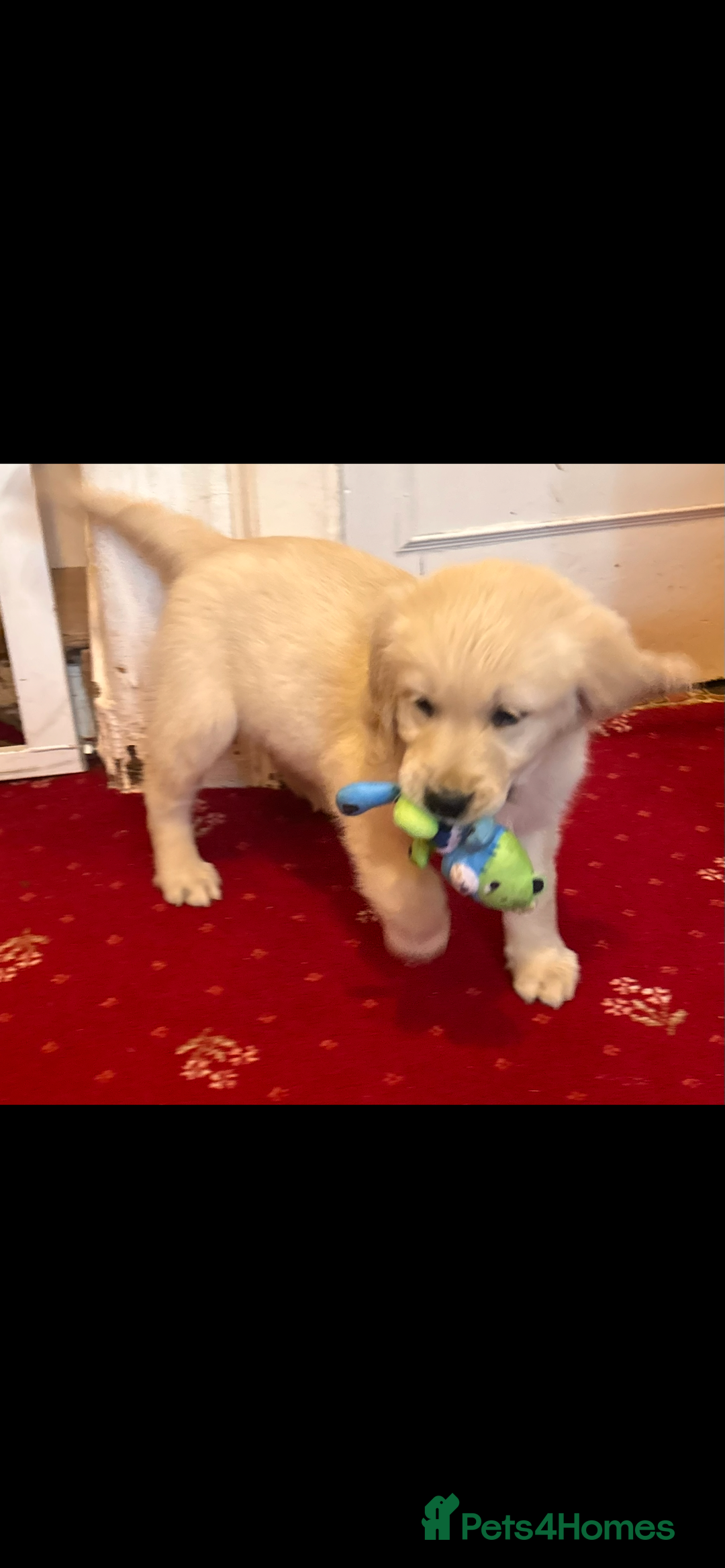 Golden Retriever dogs for sale: Golden Retriever puppies  - Image 4