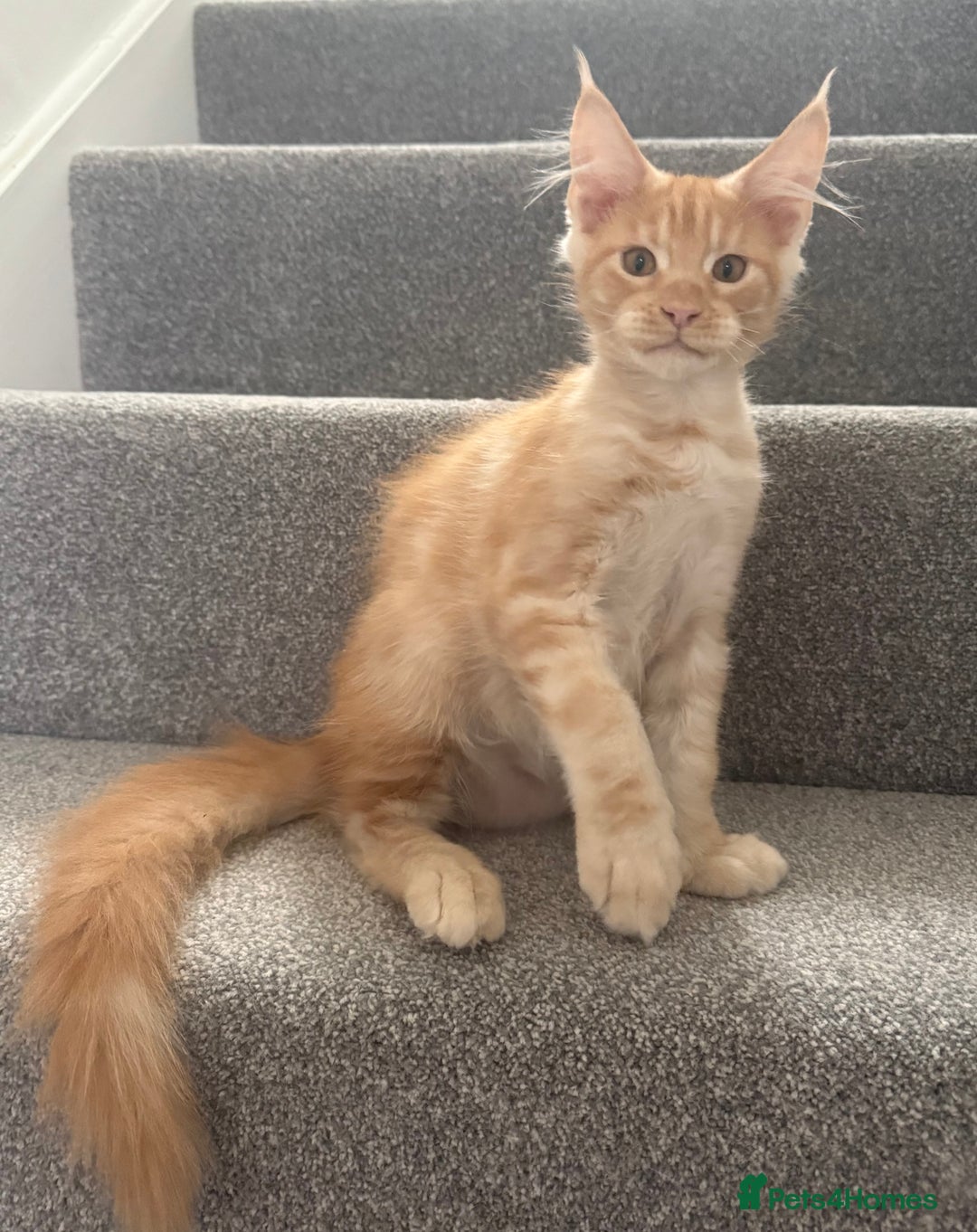 Maine Coon cats for sale: Red silver boy available. - Image 3