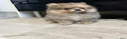 Pomeranian dogs for sale: Pomeranians puppy’s  - Advert 12