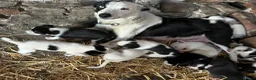 Border Collie dogs for sale: Collies for sale  in Newtown - Advert 13