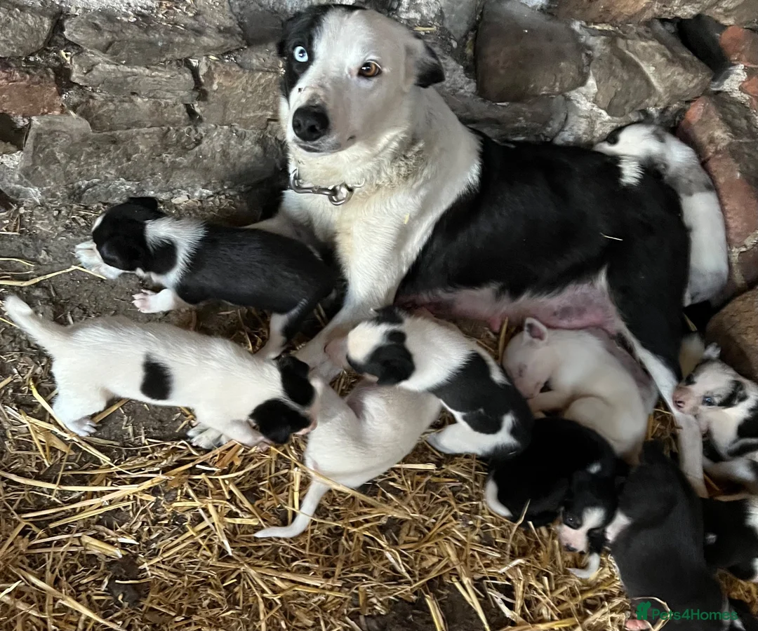 Border Collie dogs for sale: Collies for sale  in Newtown - Advert 13