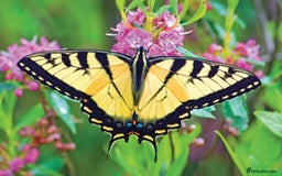 Mixed Breed invertebrates for sale: 5X Exotic Butterfly Chrysalises Tiger Swallowtails - Image 1