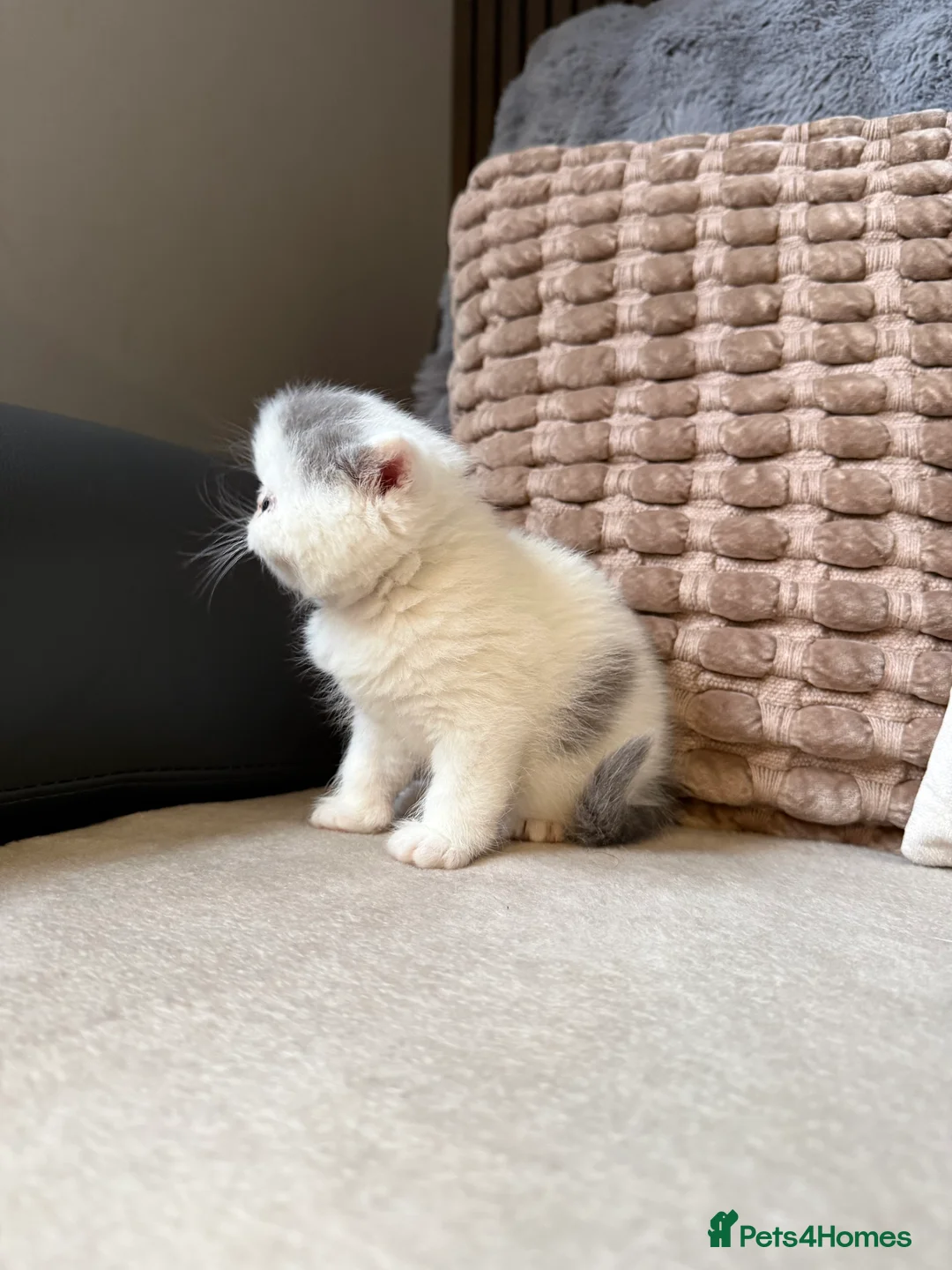 Exotic cats for sale: Two beautiful exotic shorthair babies  - Advert 12