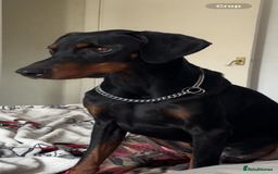Dobermann dogs for sale: Doberman | Male | 6YO - Image 3