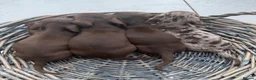 Miniature Dachshund dogs for sale: Miniature dachshund pups  - Advert 3