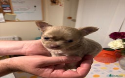 Chihuahua dogs for sale: Beautiful mink lilac chihuahua puppy - Image 1