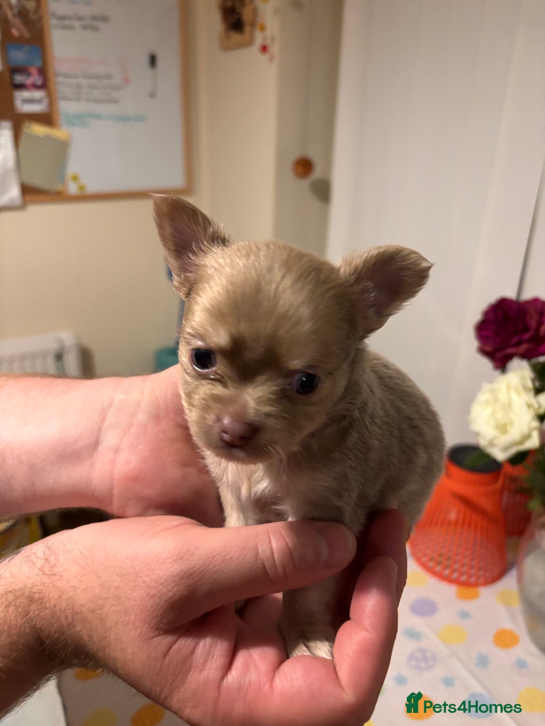 Chihuahua dogs for sale: Beautiful mink lilac chihuahua puppy - Image 1