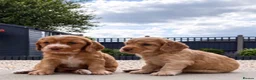 Cockapoo dogs for sale: 4 F1B cockapoo puppies  in Bacup - Advert 2