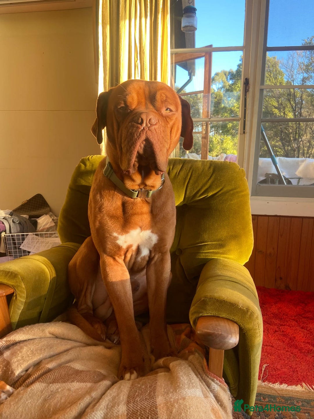 Dogue De Bordeaux dogs for sale: Dogue de Bordeaux 9 weeks old. Two girls, one boy - Image 7