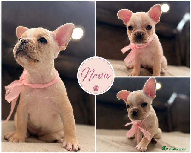 French Bulldog dogs PRICE DROP! Gorgeous KC Reg French Bulldog Pups - Advert 1