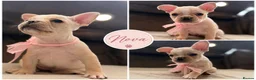 French Bulldog dogs for sale: ONLY 3 LEFT! Beautiful KC Reg French Bulldog Pups - Advert 3