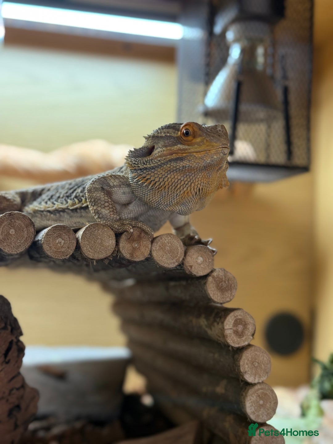 Bearded Dragon reptiles for sale: Bert The Bearded Dragon & Set up!💫 - Advert 5