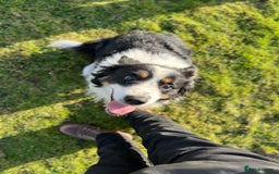 Border Collie dogs for sale: Bam & Flo - Image 2