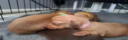 Chiweenie dogs for sale: Dachshund  - Advert 19