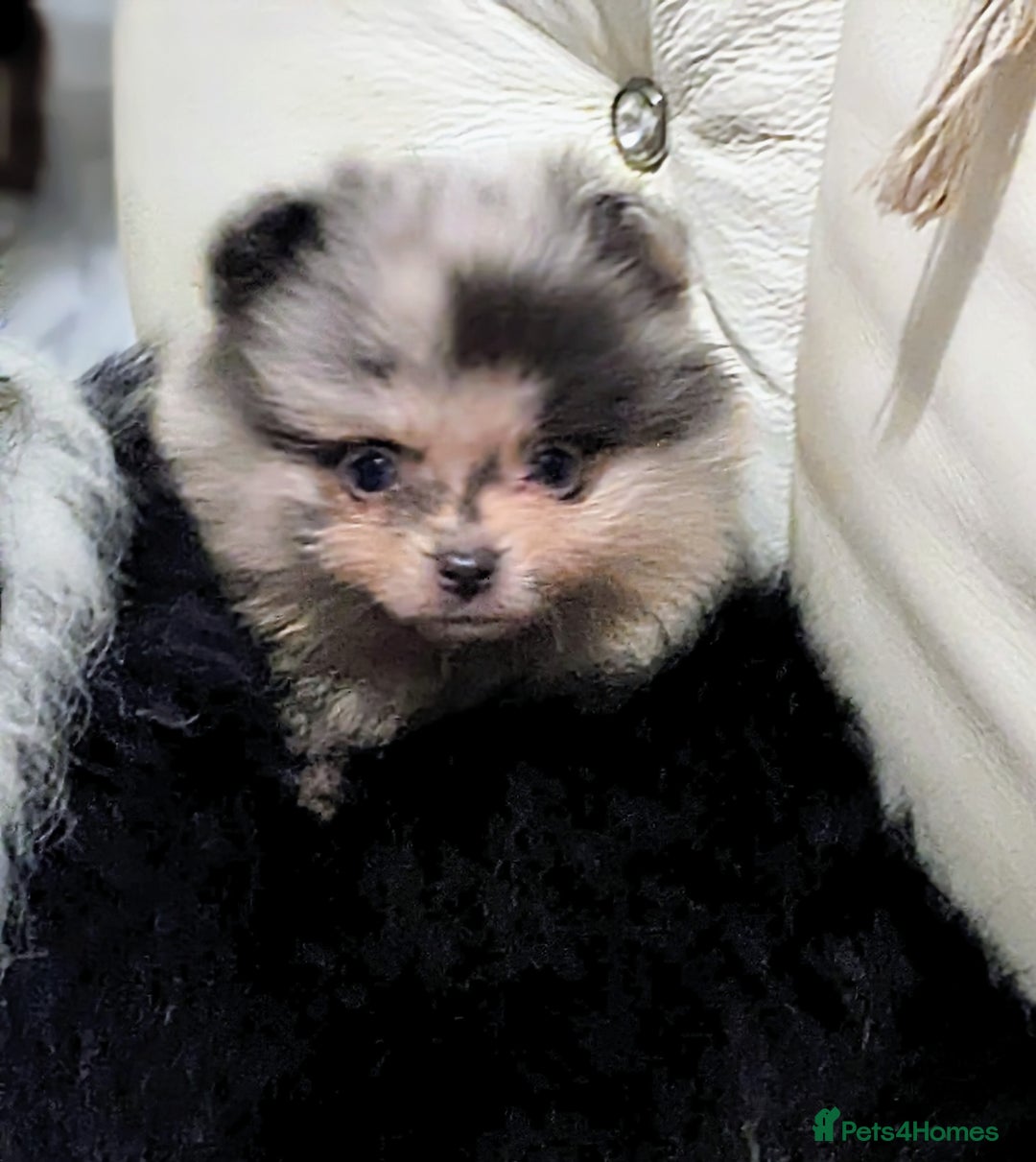 Pomeranian dogs for sale: Pomeranian Blue girl left!   - Advert 32