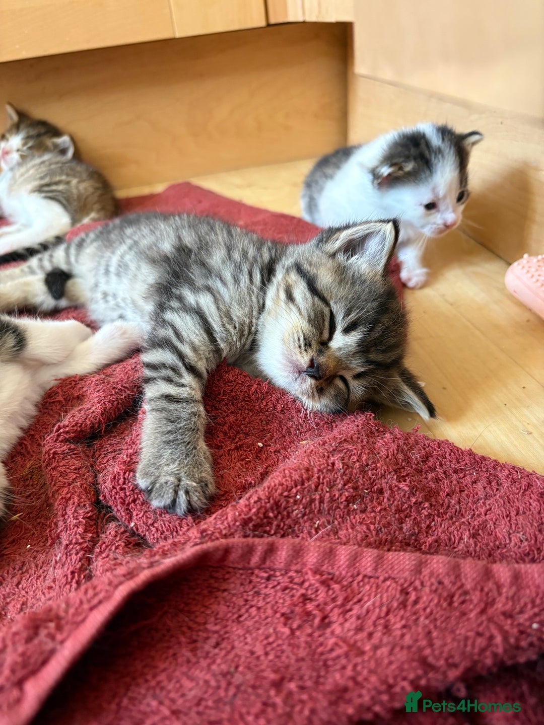British Shorthair cats for sale: 11 SHORTHAIRED AND LONGHAIRED KITTENS - Image 11
