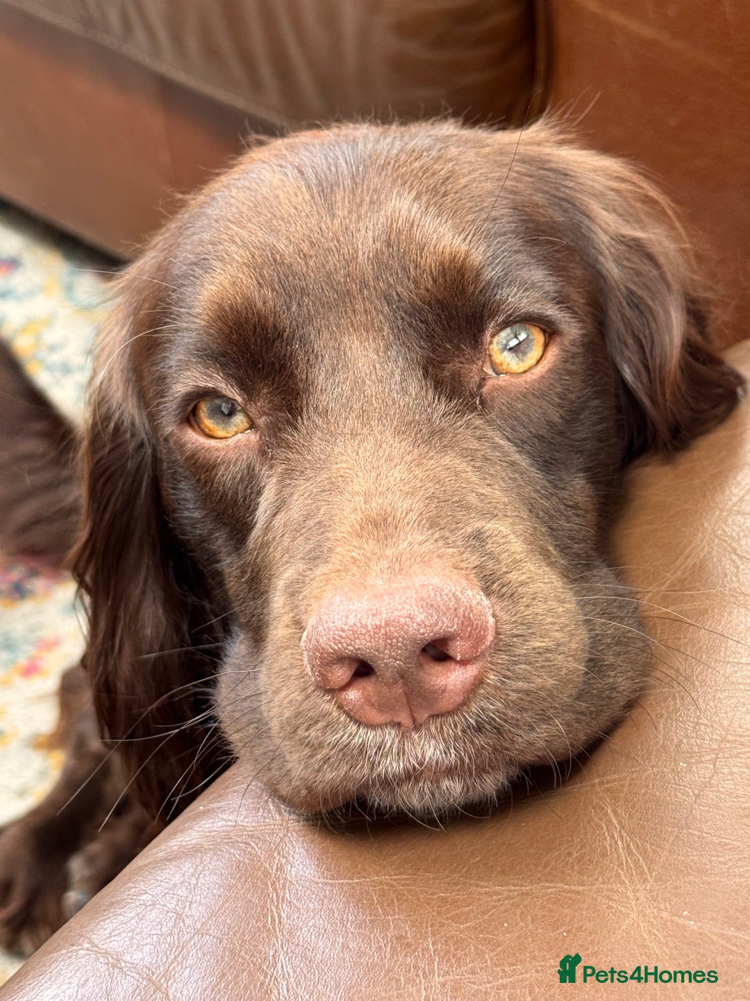 Cocker Spaniel dogs for sale: Cute male dog looking for its forever home - Image 3