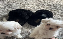 Maltese dogs for sale: Stunning Maltese pups for sale ready to go - Image 2
