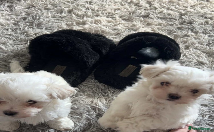 Maltese dogs - Advert 15