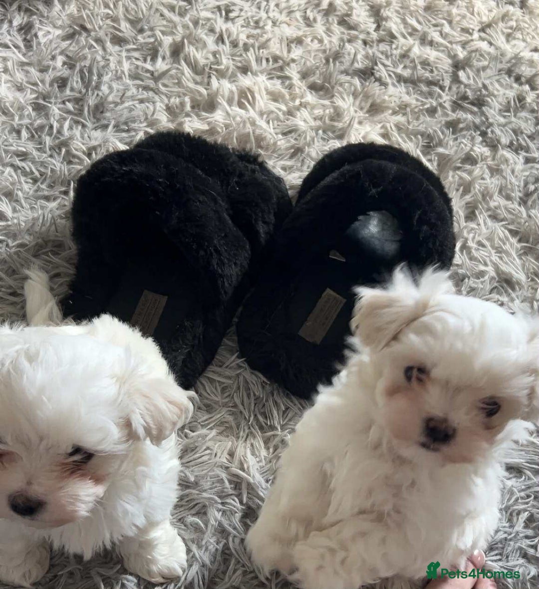 Maltese dogs for sale: Stunning Maltese pups for sale ready to go - Image 2