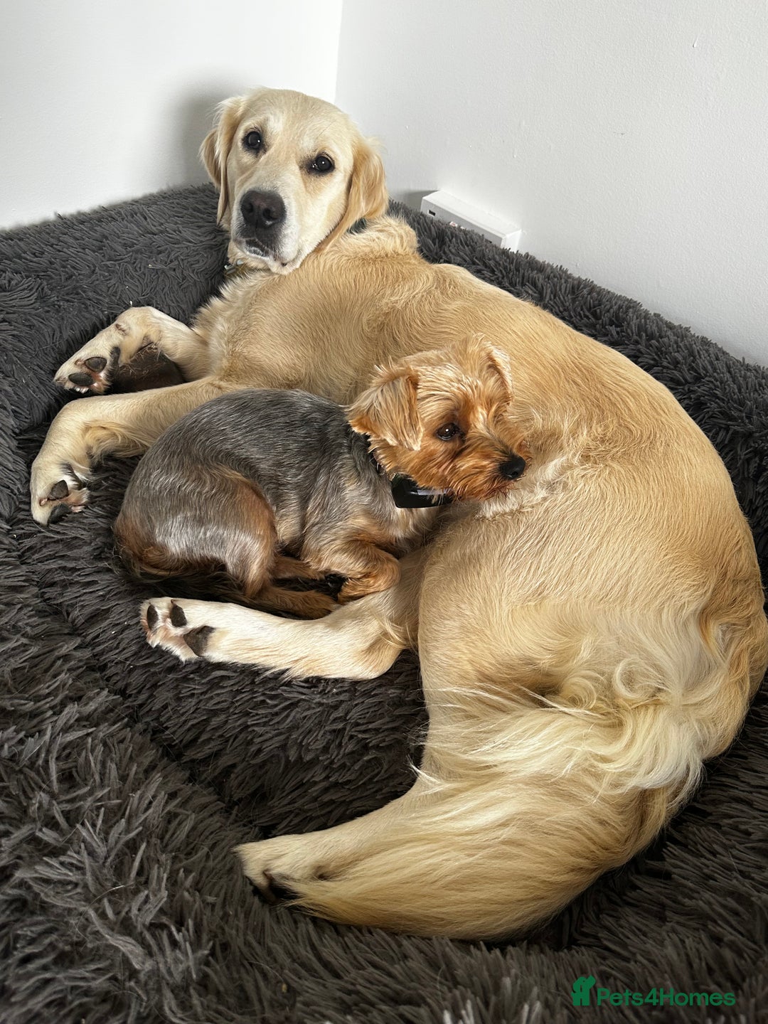 Golden Retriever dogs for sale: Sweet Golden Retriever - Image 6