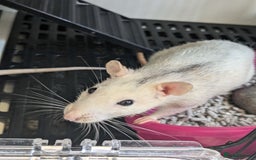 Rat rodents for sale: 3 rats - Image 2