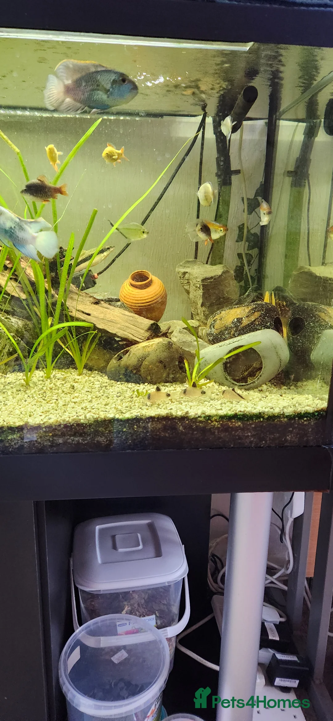 Cichlids fish for sale: Mixed fish species, Tank with Stand in Leeds - Advert 9