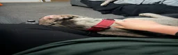 Great Dane dogs for sale: Merlin 8 month old Great Dane puppy - male  - Advert 8