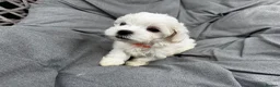 Maltese dogs for sale: >>PUREBRED BEAUTIFULLY MALTESE PUPPIES<< - Advert 33