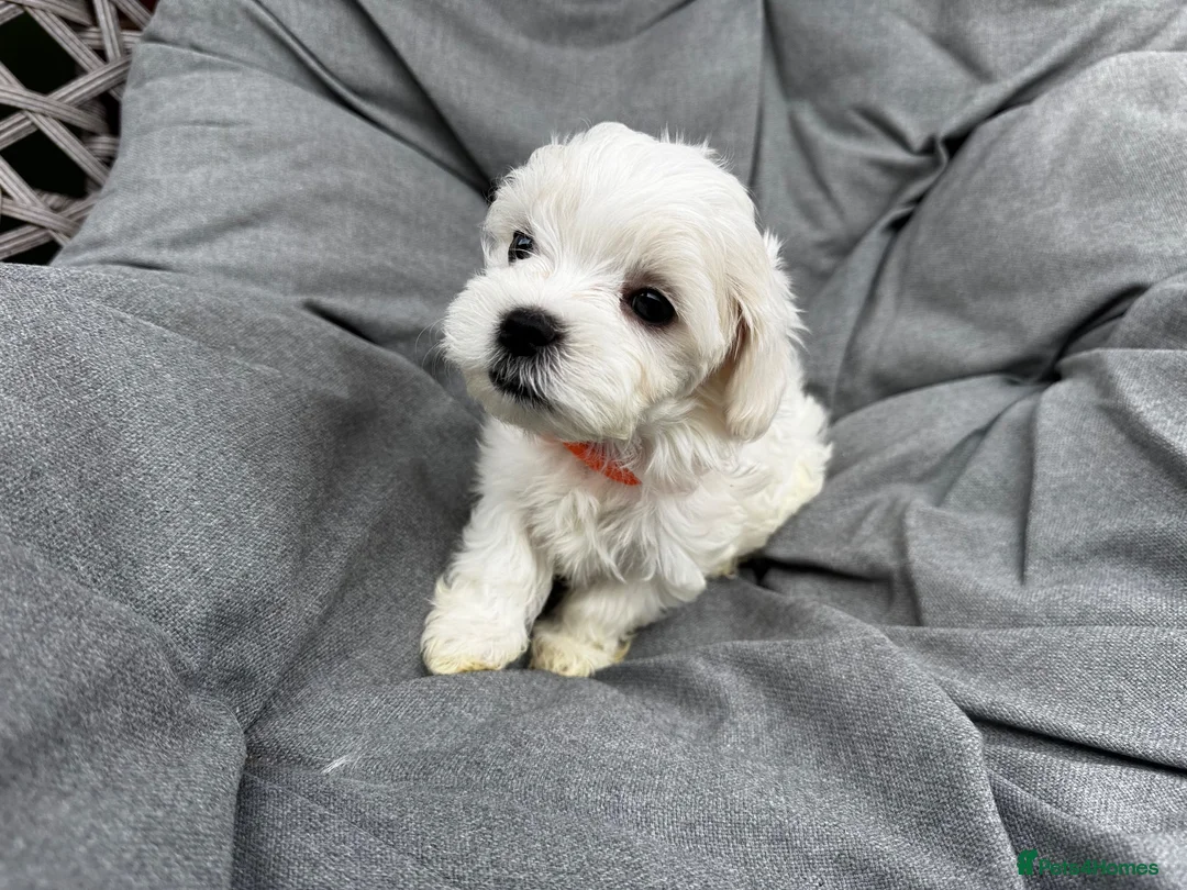 Maltese dogs for sale: >>PUREBRED BEAUTIFULLY MALTESE PUPPIES<< - Advert 33
