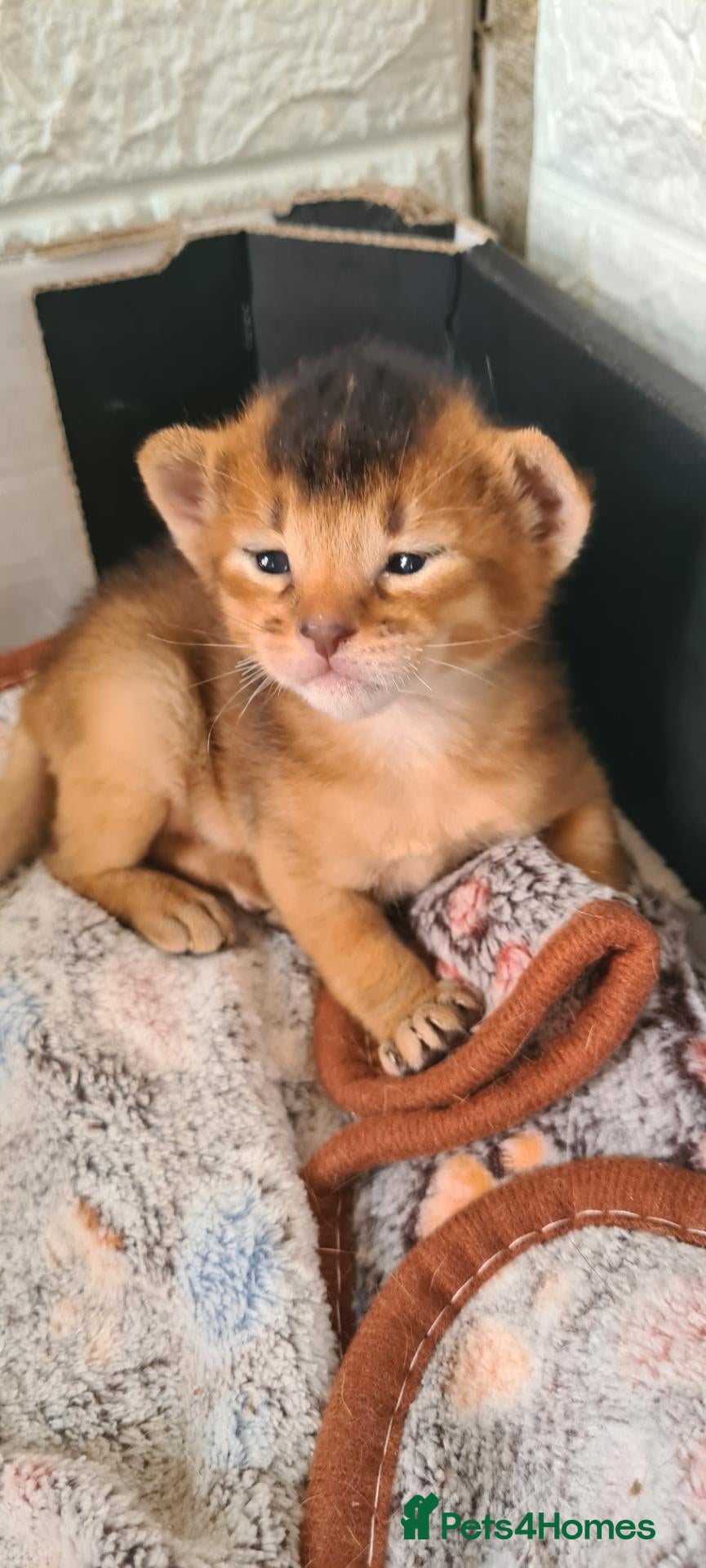Abyssinian cats 4 Abysinnian registered boys - Advert 13