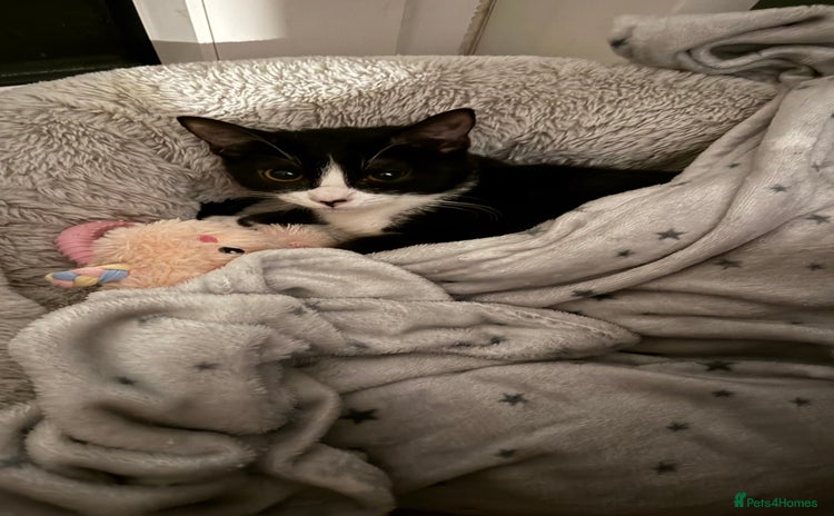 British Shorthair cats - Advert 1