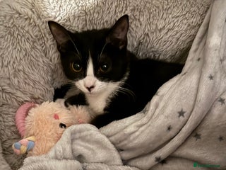 British Shorthair cats - Advert 26