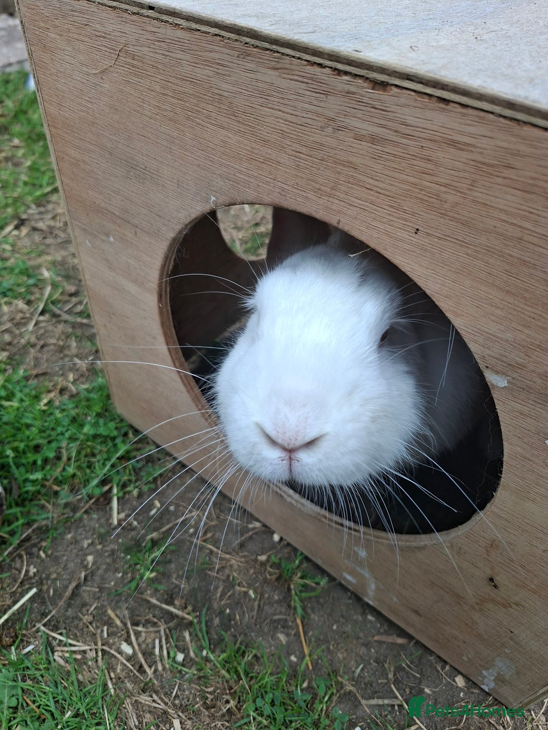 New Zealand rabbits for sale: Castrated Large Pair  - Image 5